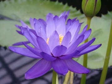 Blue Lotus Flower - image