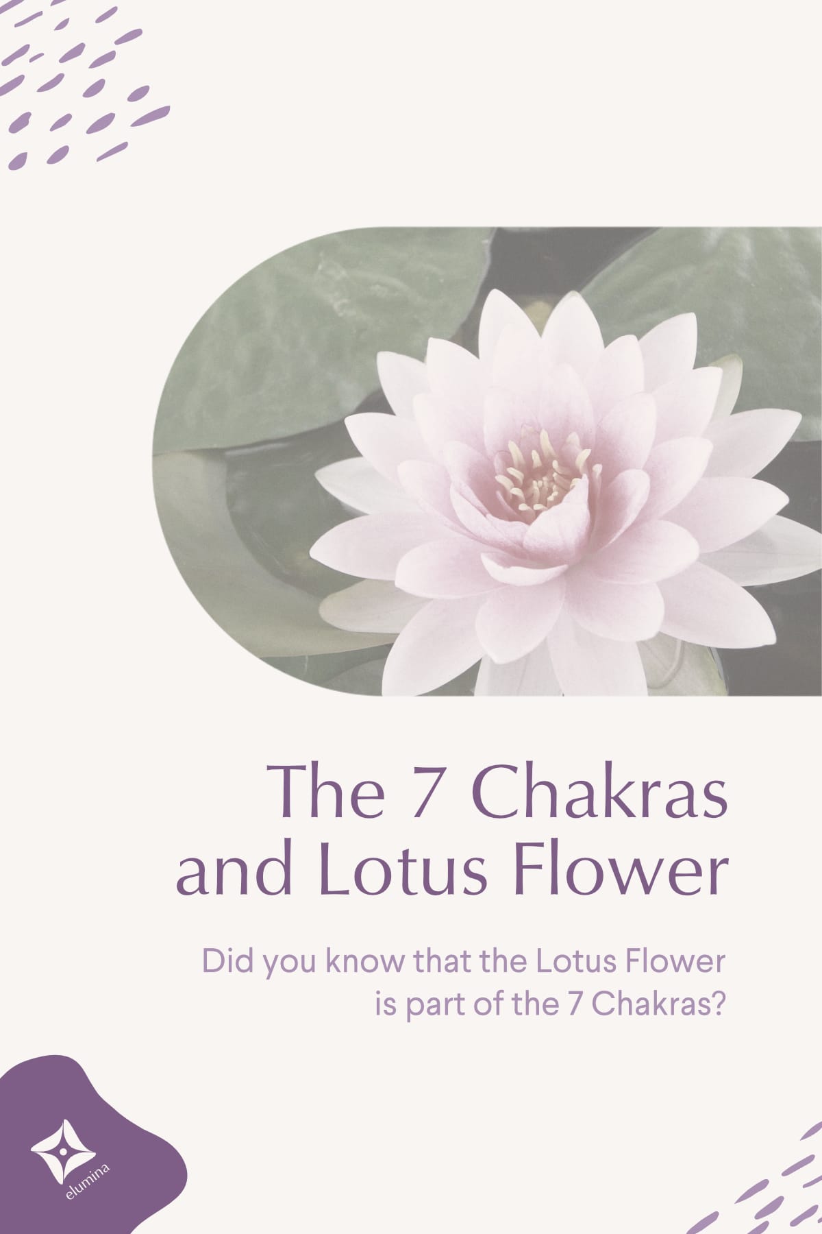 The Beautiful Meaning of Lotus Flower