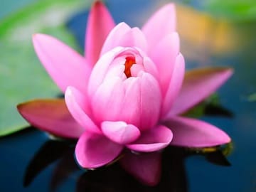Pink Lotus Flower - image