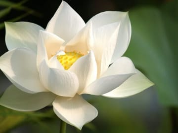 White Lotus Flower - image