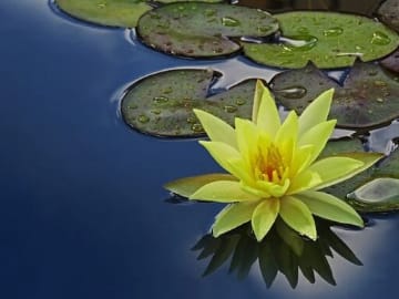 Yellow Lotus Flower - image